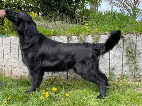 Vater unseres Zuchtrüdens Witches' Brew Nobody Does It Better Der Vater unseres Zuchtrüdens Witches' Brew Nobody Does It Better besitzt den Namen Witches' Brew King's Speech.