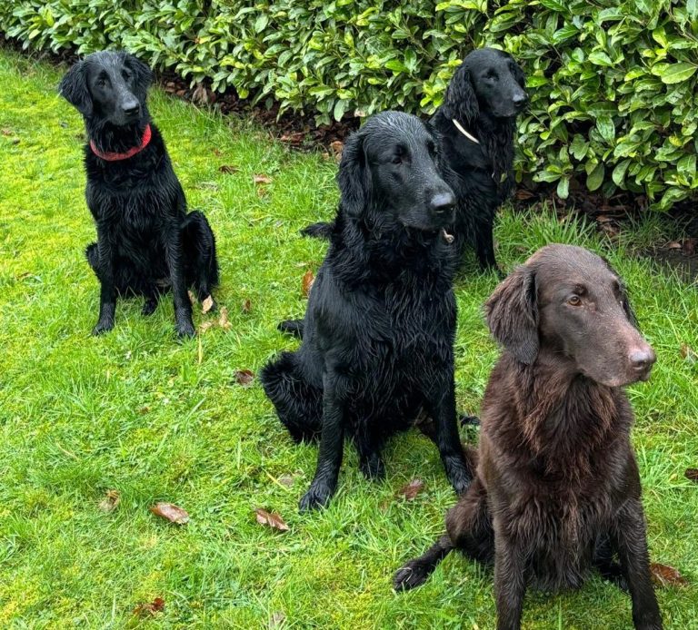Die Familie der Witches' Brew Flat Coated Retriever Die Familie Witches' Brew sind Apportierspezialisten und Arbeitshunde der besonderen Klasse.