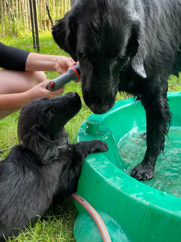 Witches' Brew Nobody Does It Better bekam eine umfangreiche Hundeerziehung Der Flat Coated Retriever Witches' Brew Nobody Does It Better bekam eine umfangreiche Hundeerziehung mit unterschiedlichen soziale Kontakten