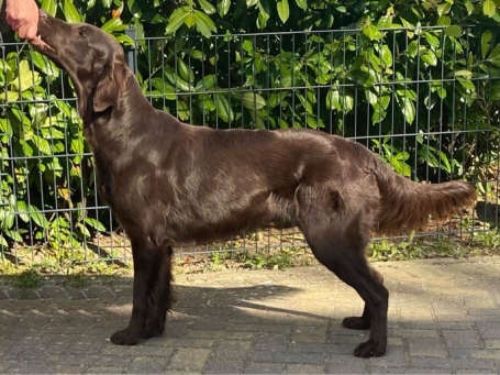 Mutter unseres Zuchtrüdens Witches' Brew Nobody Does Die Mutter unseres Zuchtrüdens Witches' Brew Nobody Does It Better besitzt den Namen Entijo's Kindly Ida for Witches' Brew.